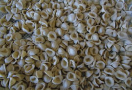 Orecchiette